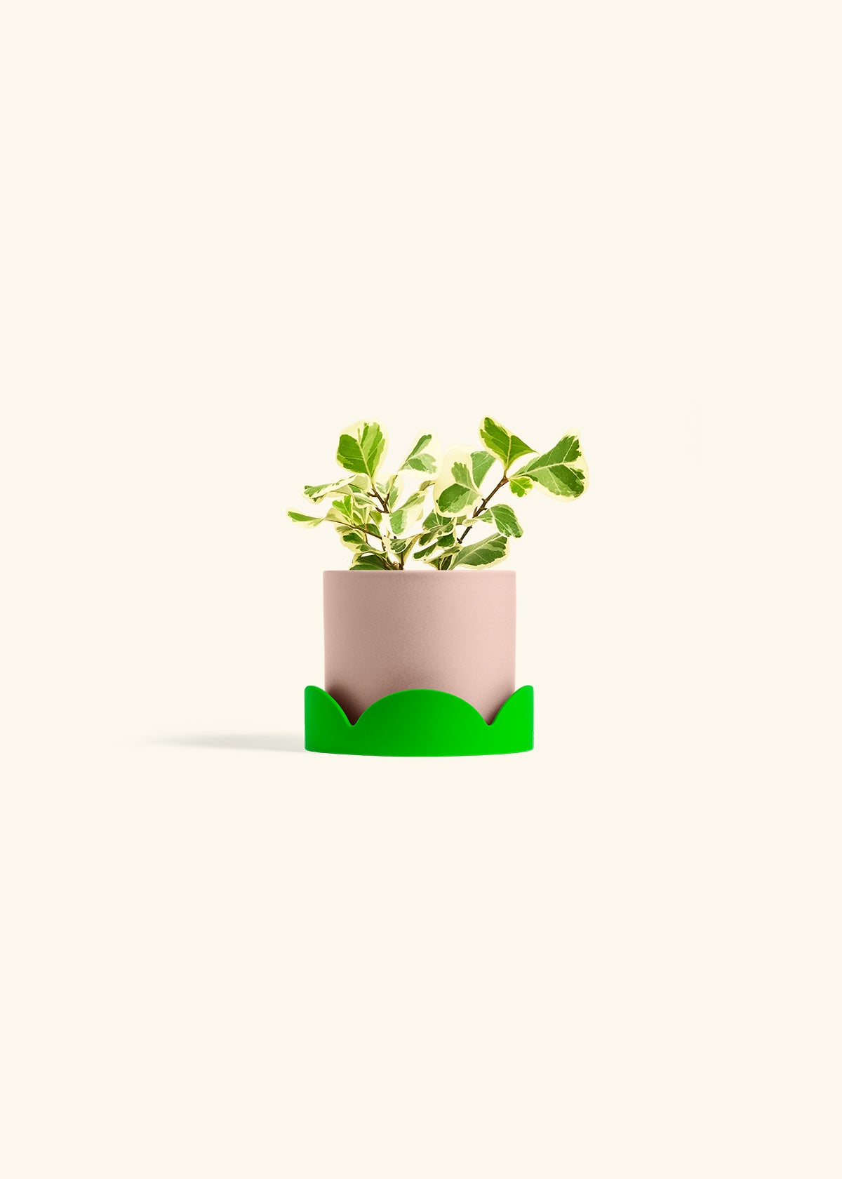Variegated Triangle Ficus in a 4 inches Pink Classic Cylinder Planter in a Shamrock Petal Drip Tray