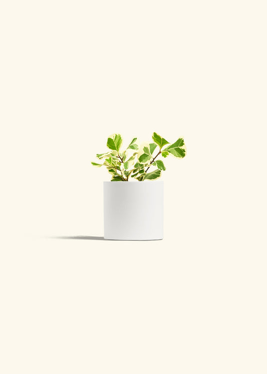Variegated Triangle Ficus in a 4 inches White Classic Cylinder Planter 