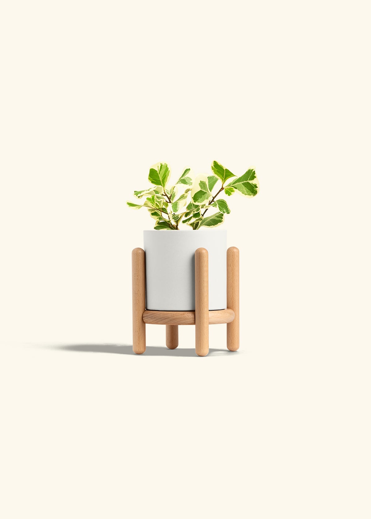 Variegated Triangle Ficus in a 4 inches White Classic Cylinder Planter in a Beech Wood Stand