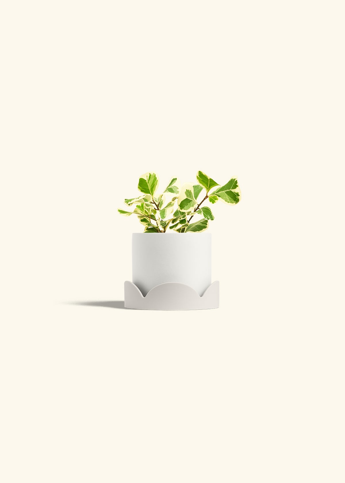 Variegated Triangle Ficus in a 4 inches White Classic Cylinder Planter in a Oat Petal Drip Tray