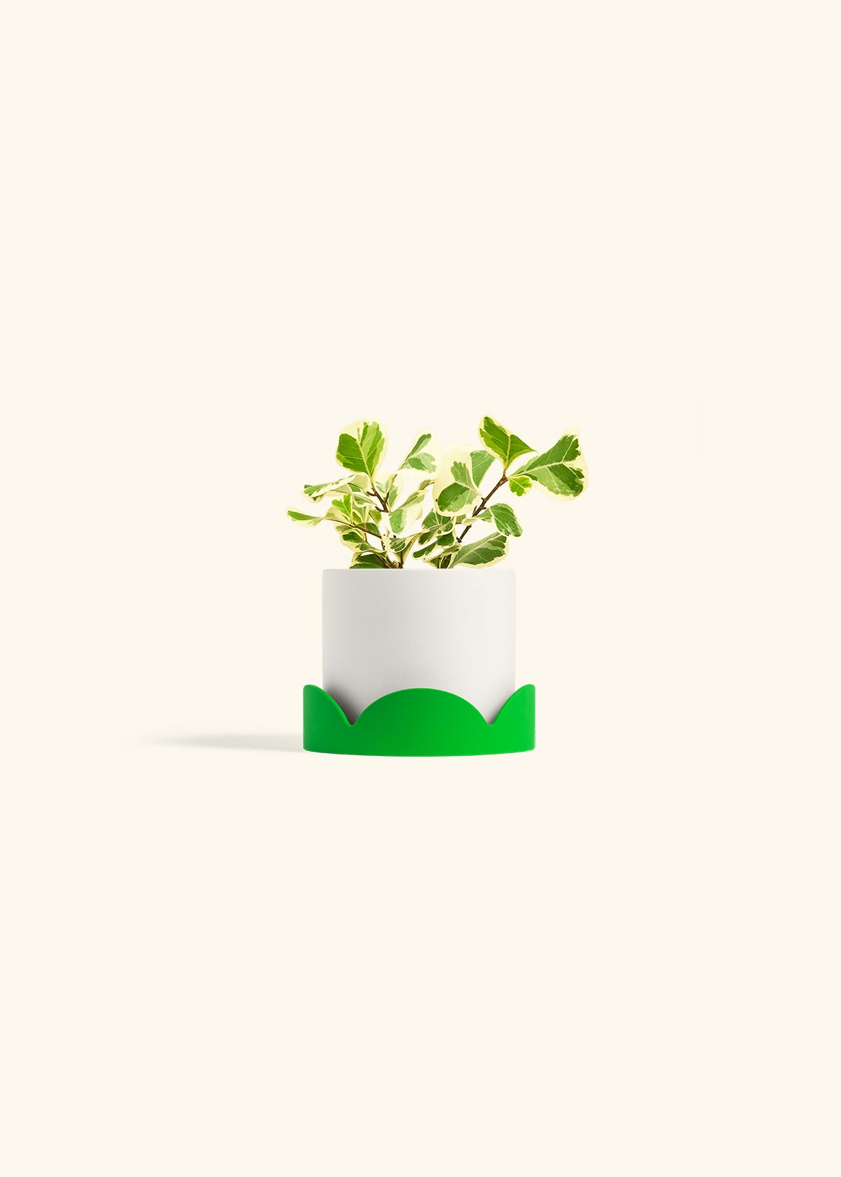 Variegated Triangle Ficus in a 4 inches White Classic Cylinder Planter in a Shamrock Petal Drip Tray