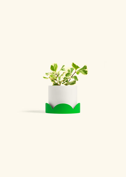 Variegated Triangle Ficus in a 4 inches White Classic Cylinder Planter in a Shamrock Petal Drip Tray