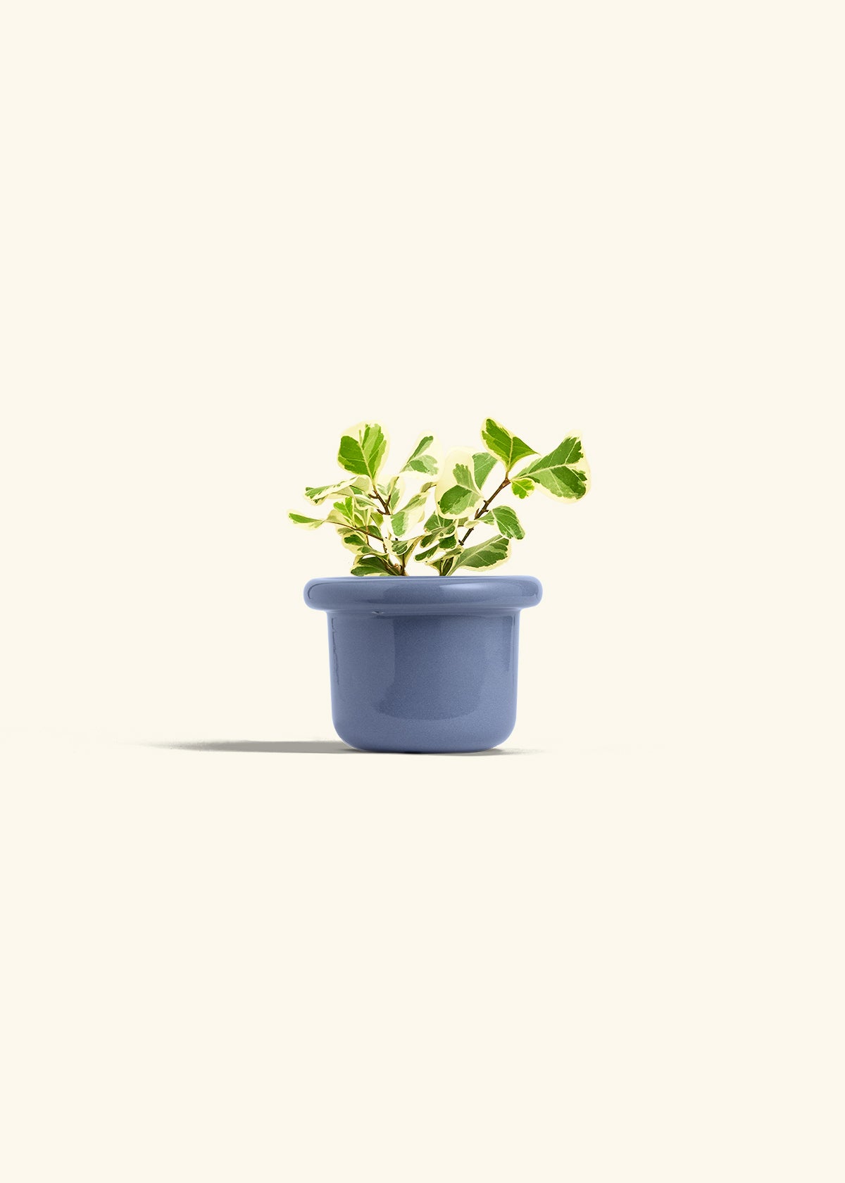 Variegated Triangle Ficus in a 4 inches Fat Lip Blue Planter 