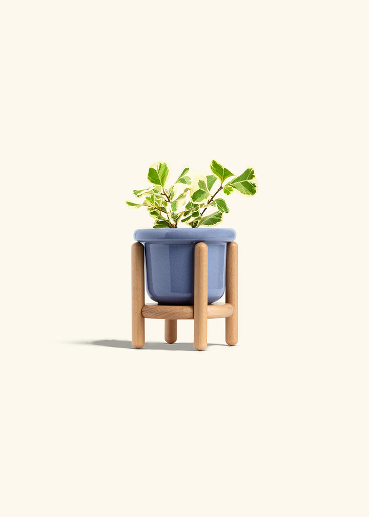 Variegated Triangle Ficus in a 4 inches Fat Lip Blue Planter in a Beech Wood Stand