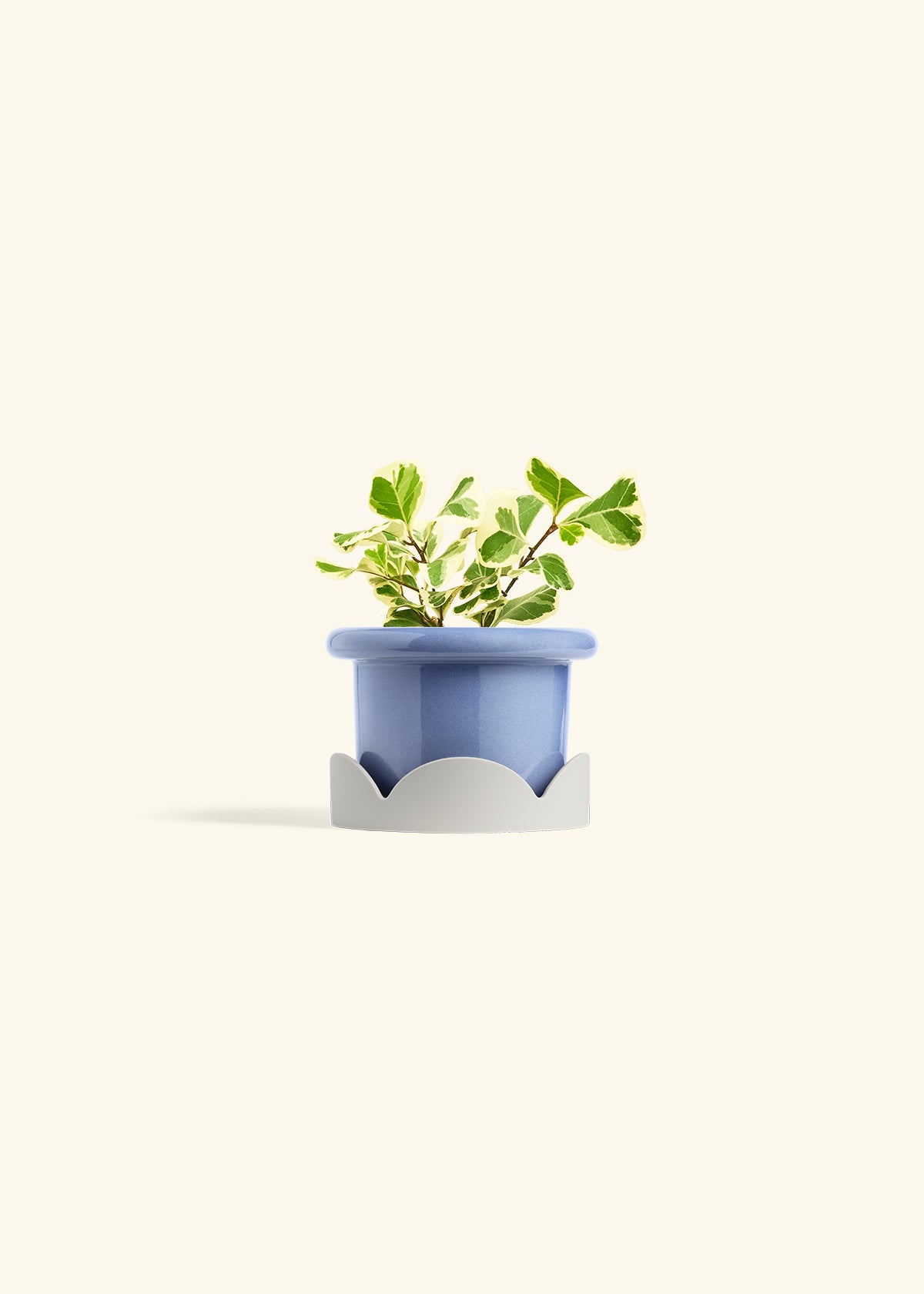 Variegated Triangle Ficus in a 4 inches Fat Lip Blue Planter in a Oat Petal Drip Tray
