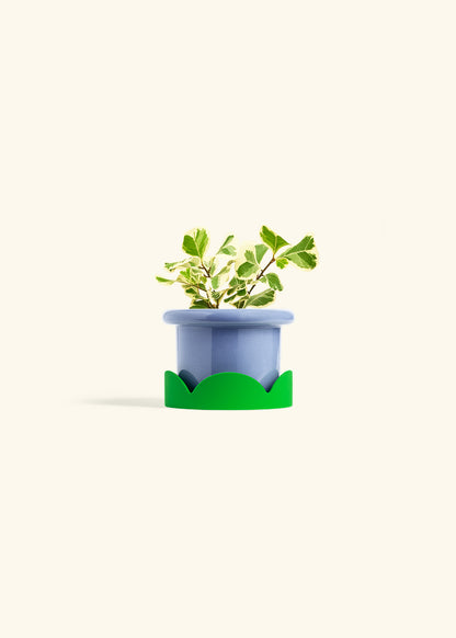Variegated Triangle Ficus in a 4 inches Fat Lip Blue Planter in a Shamrock Petal Drip Tray