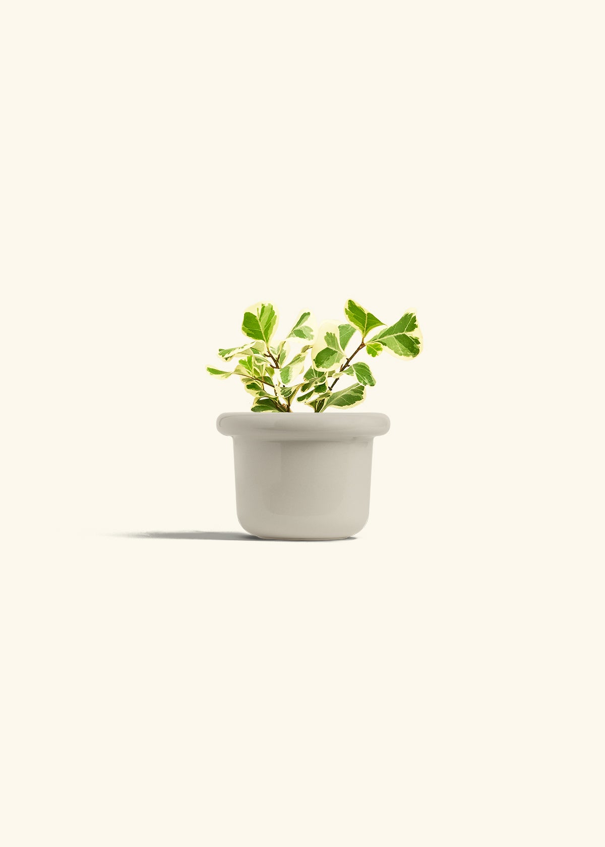 Variegated Triangle Ficus in a 4 inches Fat Lip Oat Planter 