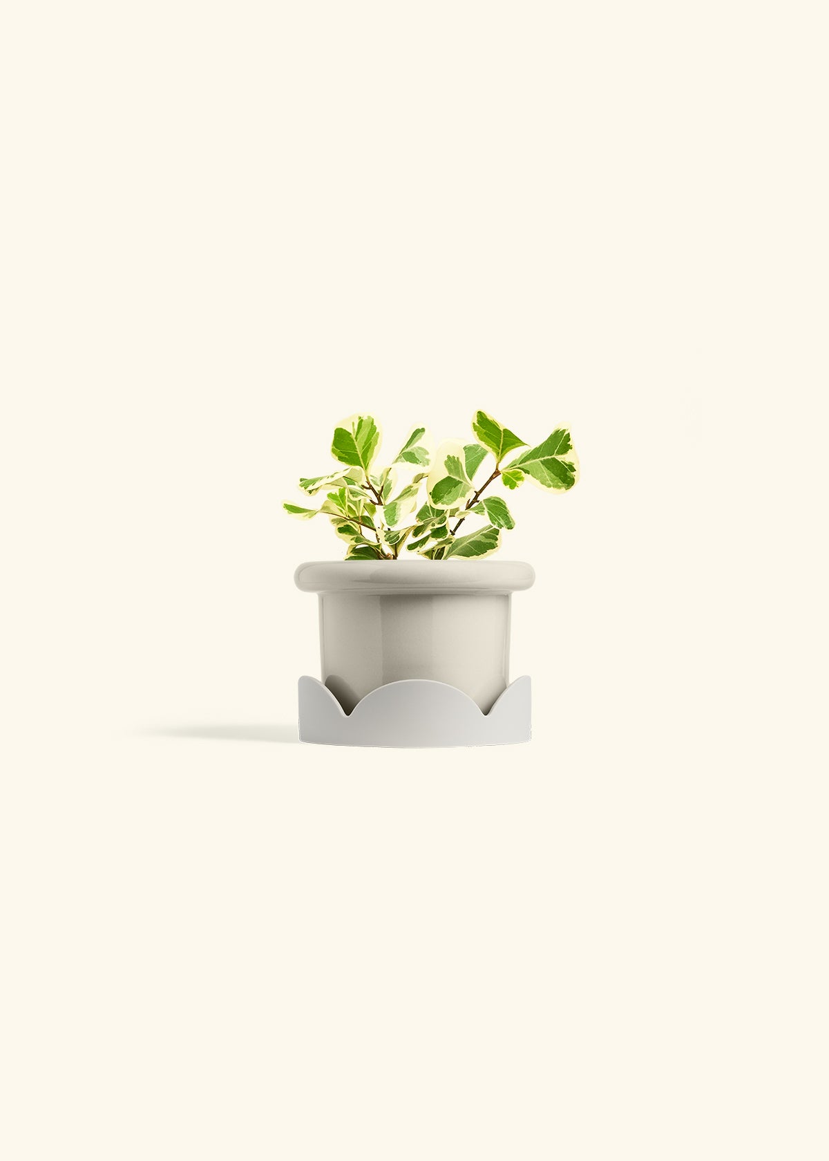 Variegated Triangle Ficus in a 4 inches Fat Lip Oat Planter in a Oat Petal Drip Tray