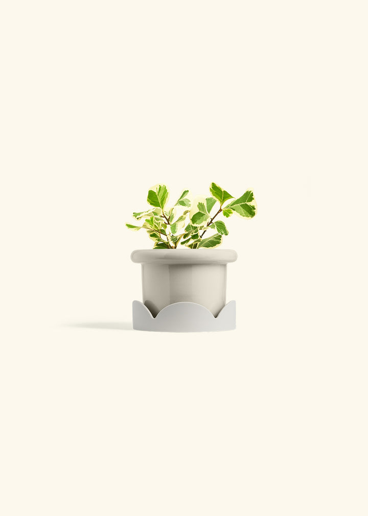 Variegated Triangle Ficus in a 4 inches Fat Lip Oat Planter in a Oat Petal Drip Tray