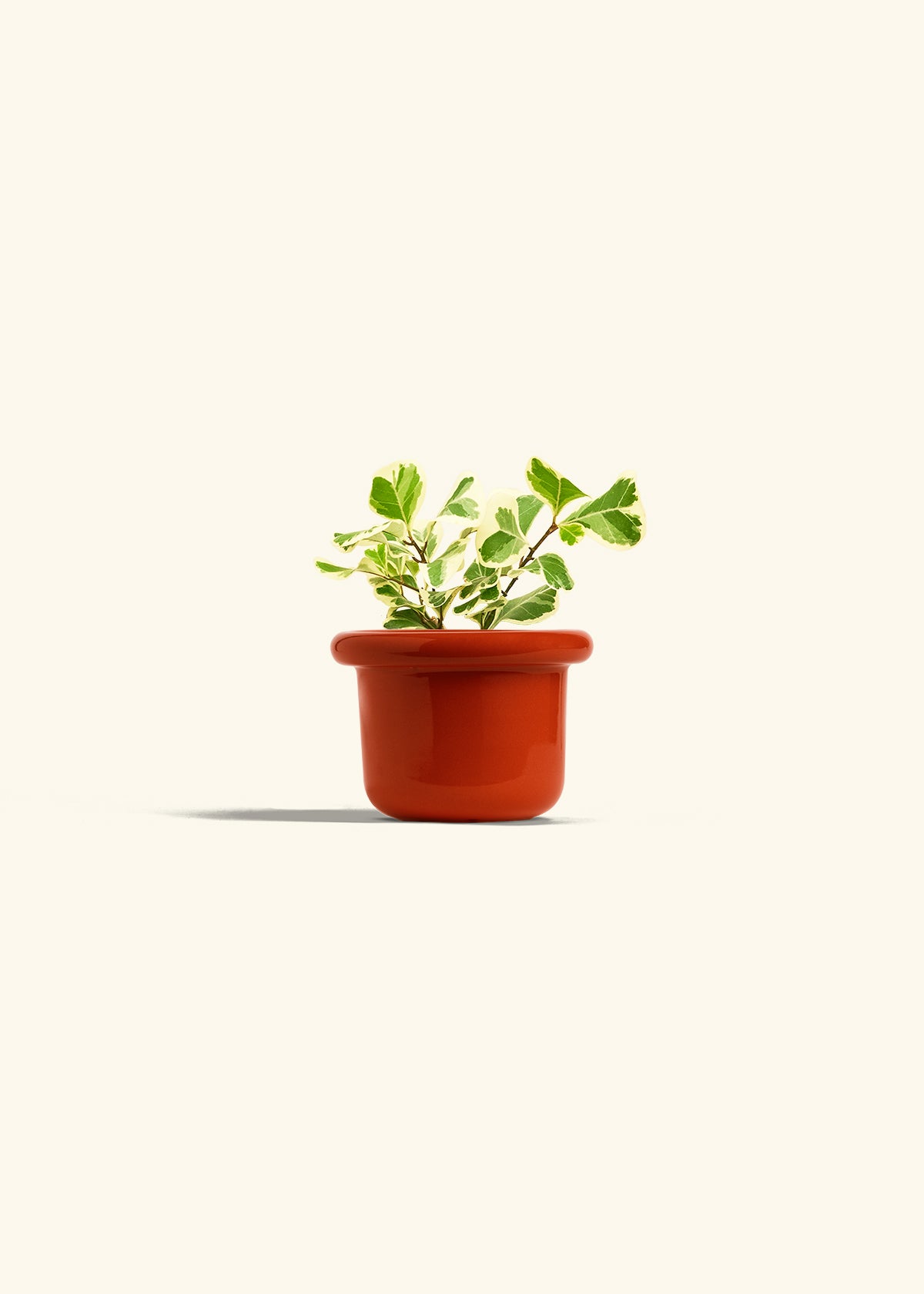Variegated Triangle Ficus in a 4 inches Fat Lip Red Planter 