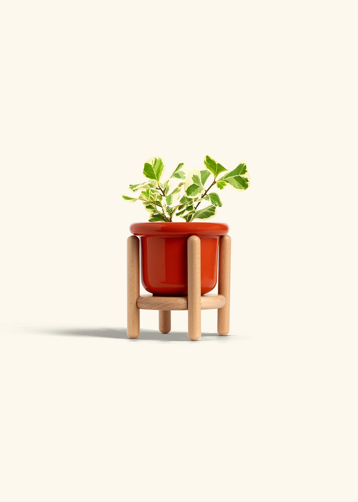 Variegated Triangle Ficus in a 4 inches Fat Lip Red Planter in a Beech Wood Stand