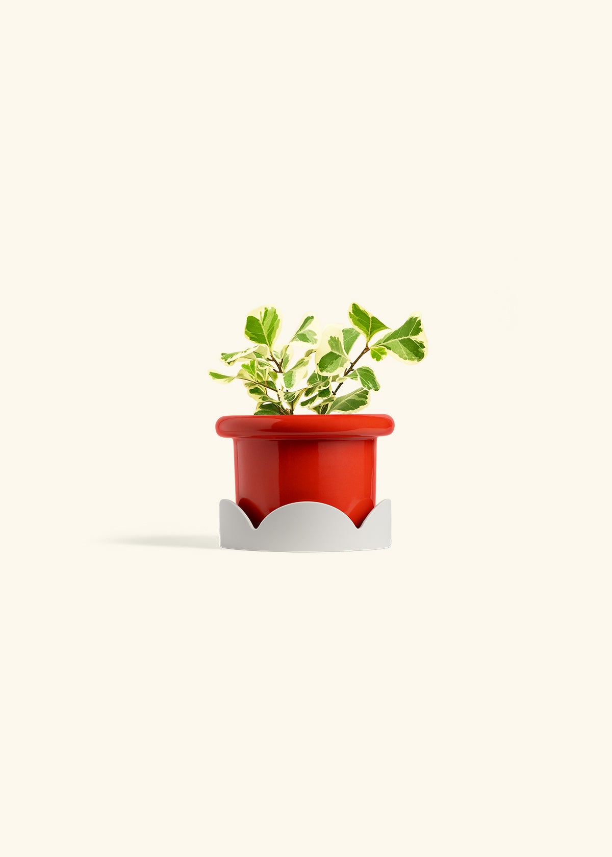 Variegated Triangle Ficus in a 4 inches Fat Lip Red Planter in a Oat Petal Drip Tray