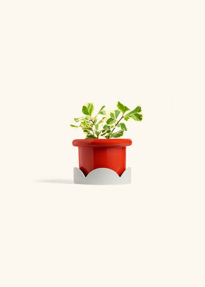 Variegated Triangle Ficus in a 4 inches Fat Lip Red Planter in a Oat Petal Drip Tray