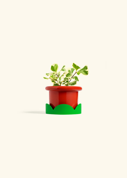 Variegated Triangle Ficus in a 4 inches Fat Lip Red Planter in a Shamrock Petal Drip Tray