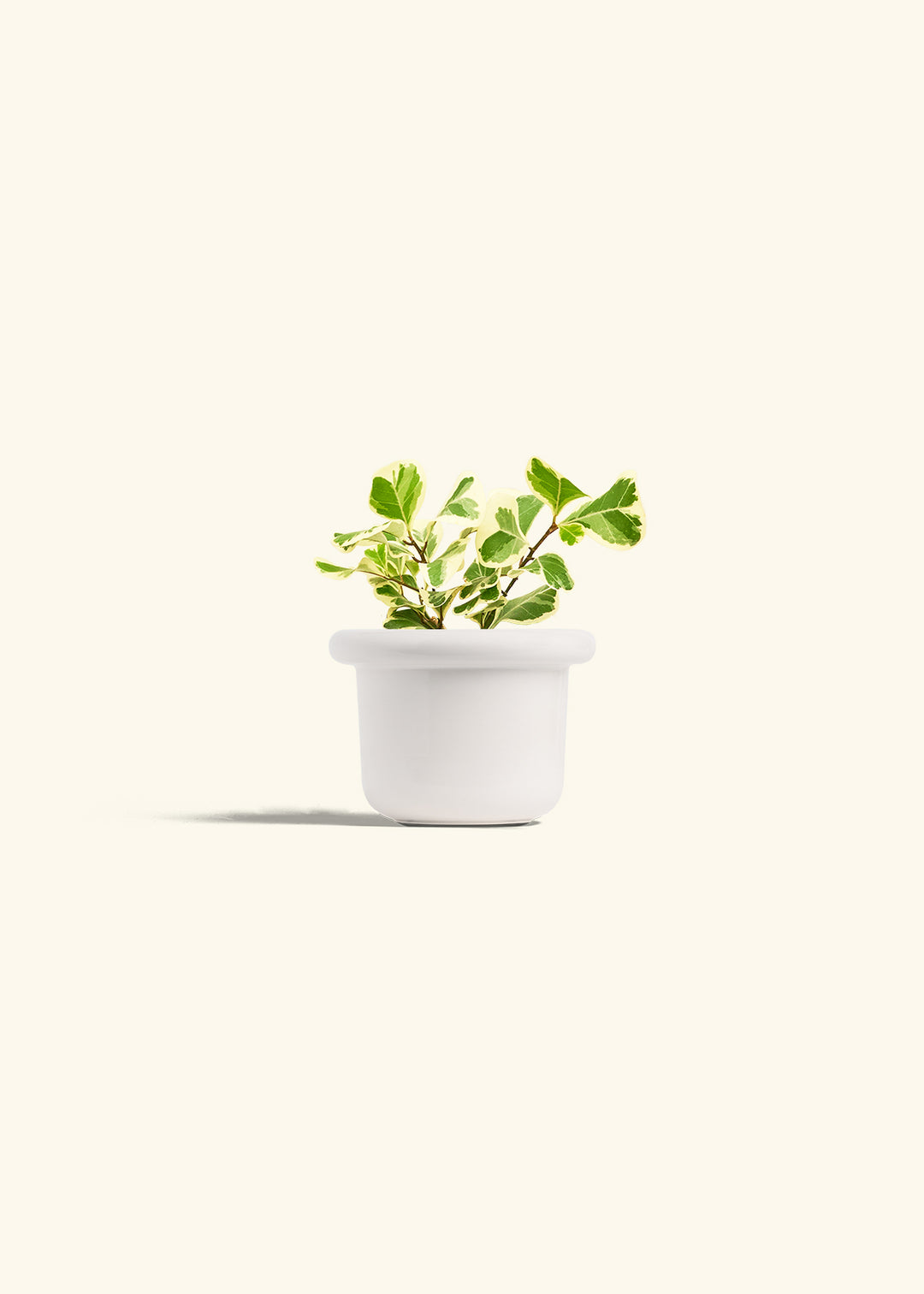 Variegated Triangle Ficus in a 4 inches Fat Lip White Planter 
