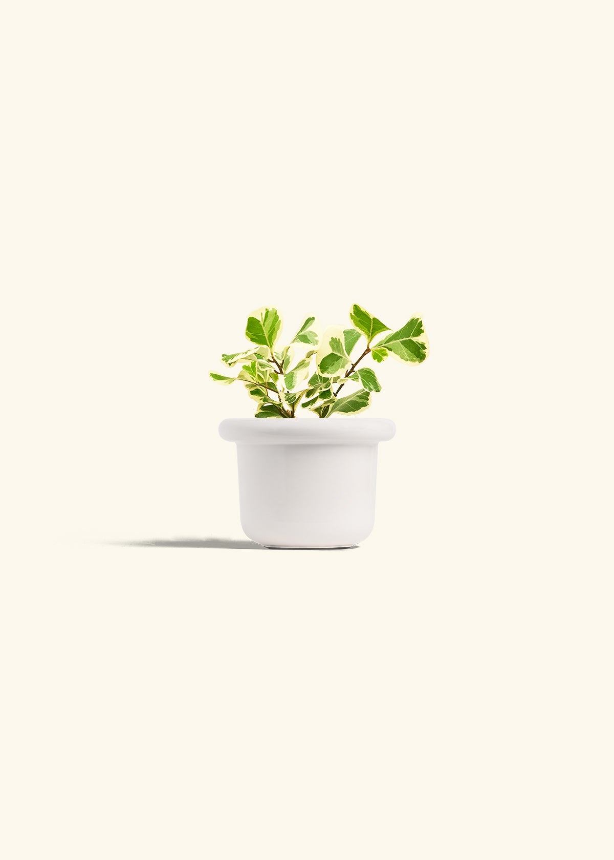 Variegated Triangle Ficus in a 4 inches Fat Lip White Planter 