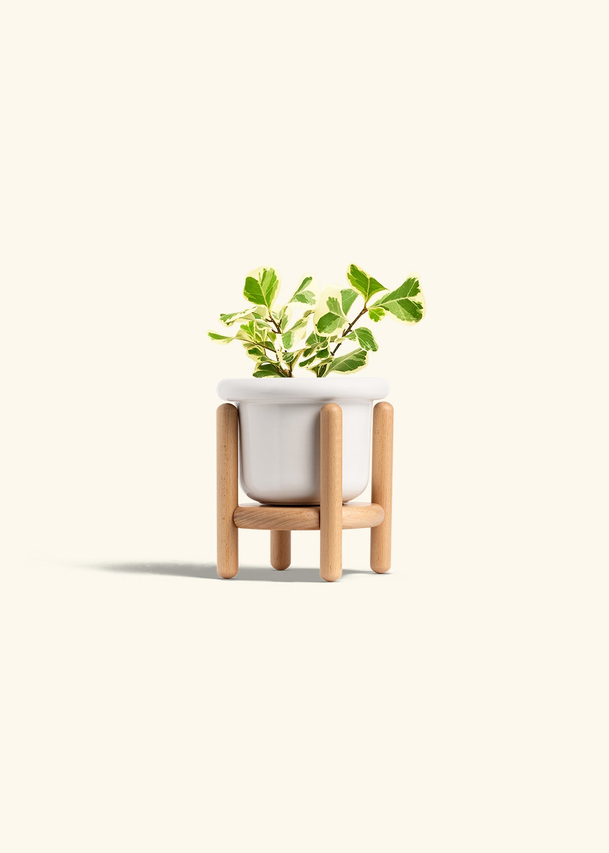 Variegated Triangle Ficus in a 4 inches Fat Lip White Planter in a Beech Wood Stand