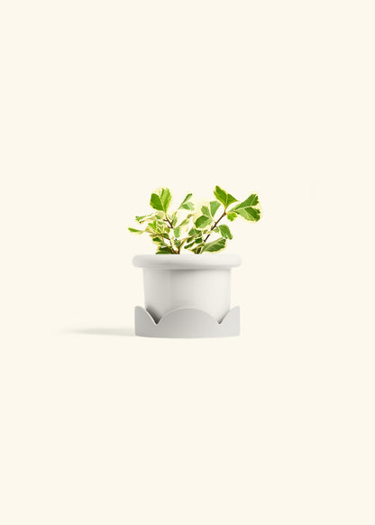 Variegated Triangle Ficus in a 4 inches Fat Lip White Planter in a Oat Petal Drip Tray