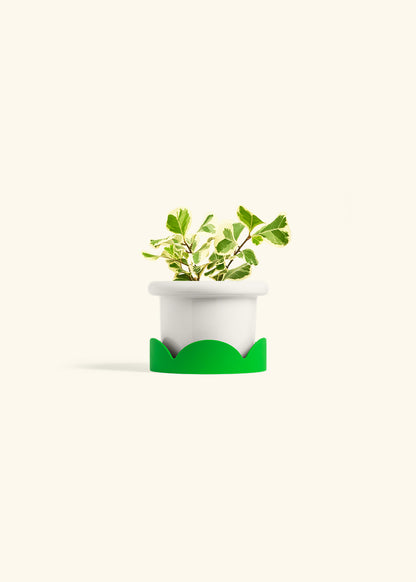Variegated Triangle Ficus in a 4 inches Fat Lip White Planter in a Shamrock Petal Drip Tray