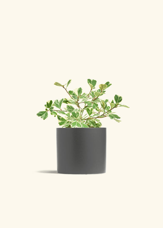 Variegated Triangle Ficus in a 6 inches Charcoal Classic Cylinder Planter 