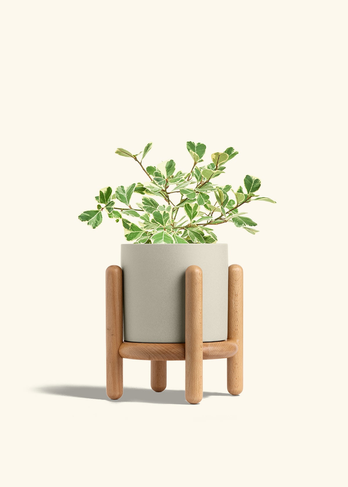 Variegated Triangle Ficus in a 6 inches Oat Classic Cylinder Planter in a Beech Wood Stand