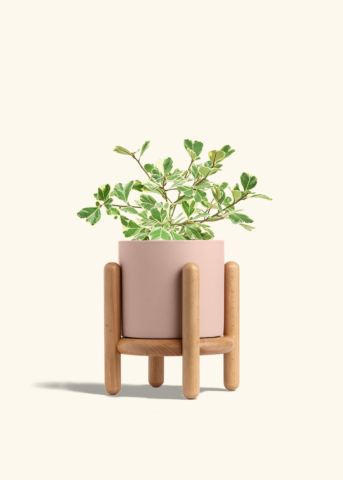 Variegated Triangle Ficus in a 6 inches Pink Classic Cylinder Planter in a Beech Wood Stand