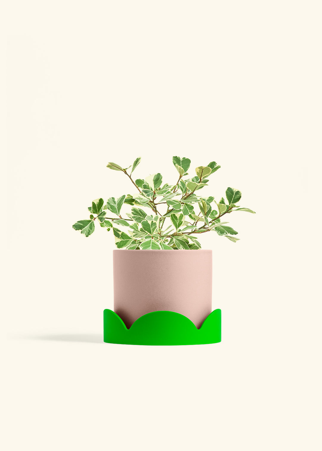 Variegated Triangle Ficus in a 6 inches Pink Classic Cylinder Planter in a Shamrock Petal Drip Tray