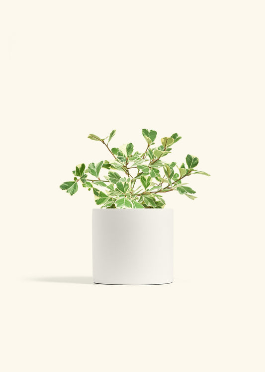 Variegated Triangle Ficus in a 6 inches White Classic Cylinder Planter 