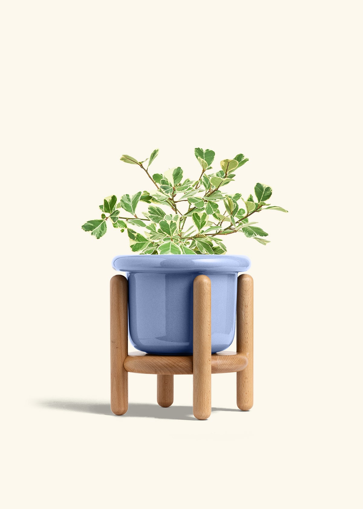 triangle plant pot Variegated Triangle Ficus – Hey Rooted