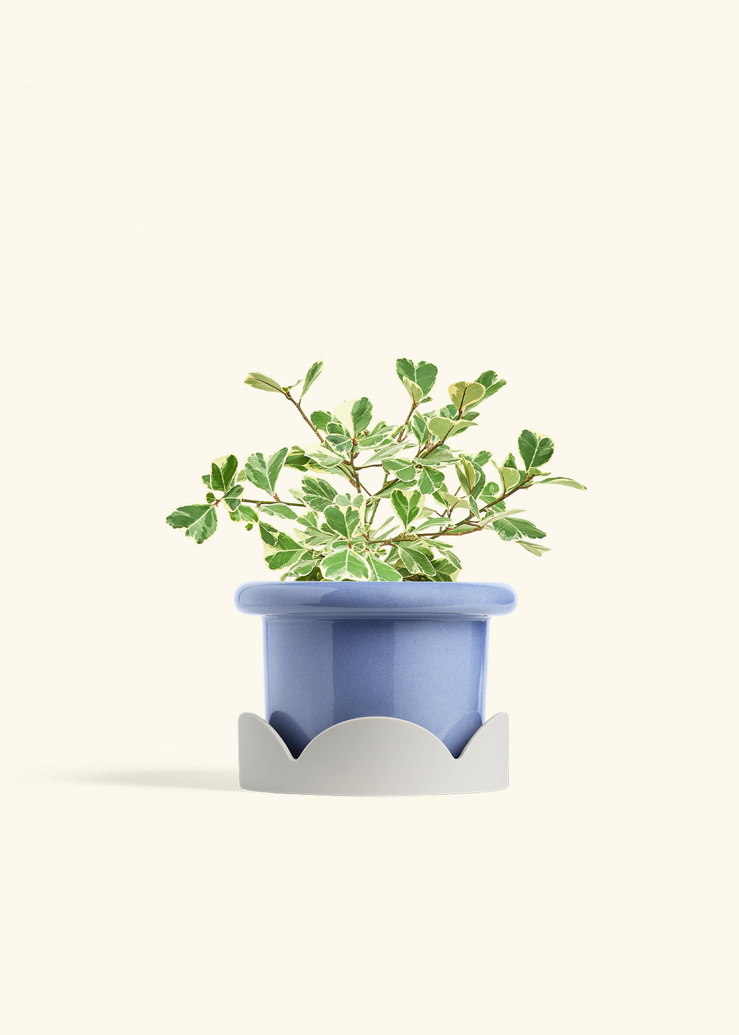 Variegated Triangle Ficus in a 6 inches Fat Lip Blue Planter in a Oat Petal Drip Tray