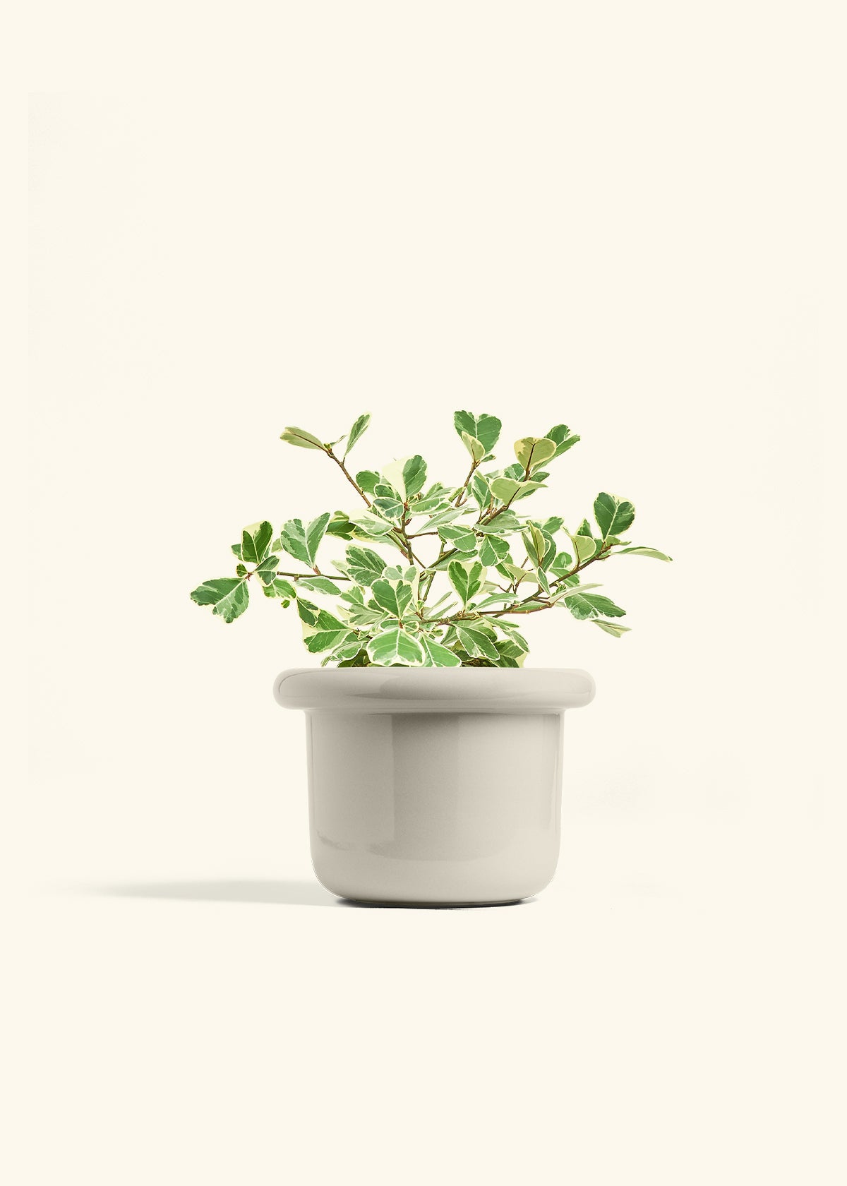 triangle pot plant Variegated Triangle Ficus