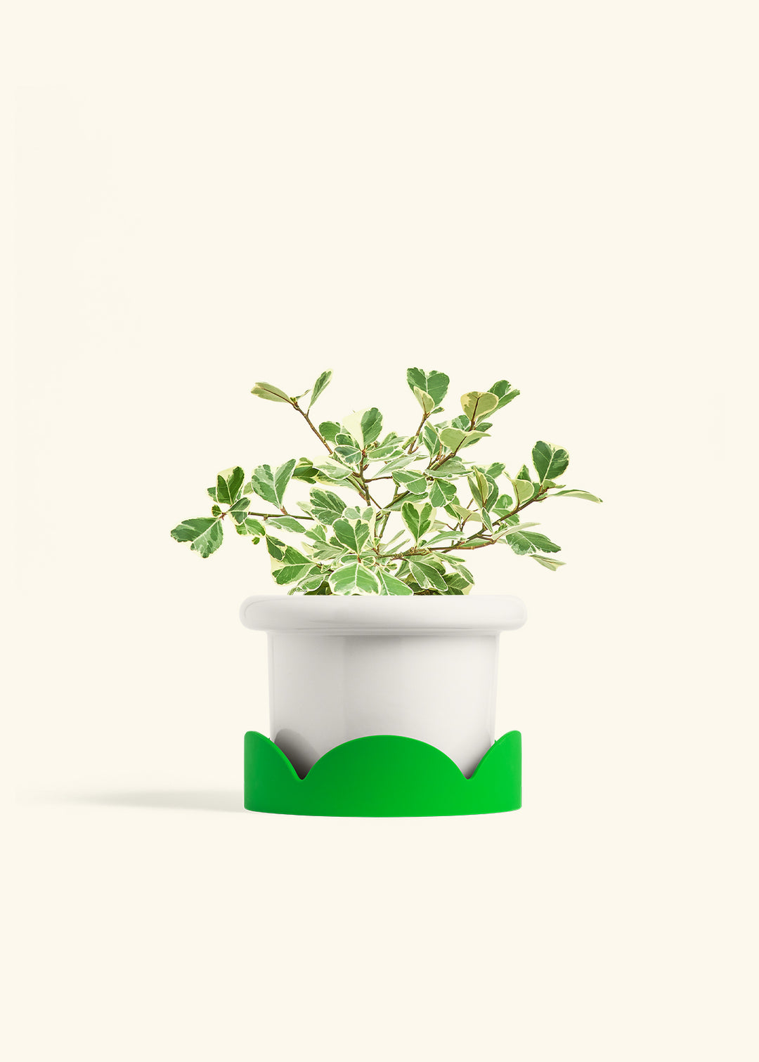 Variegated Triangle Ficus in a 6 inches Fat Lip White Planter in a Shamrock Petal Drip Tray