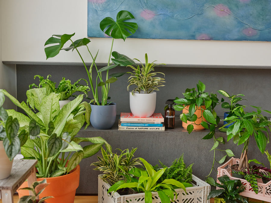 An assortment of plants houseplants in an indoor setting.