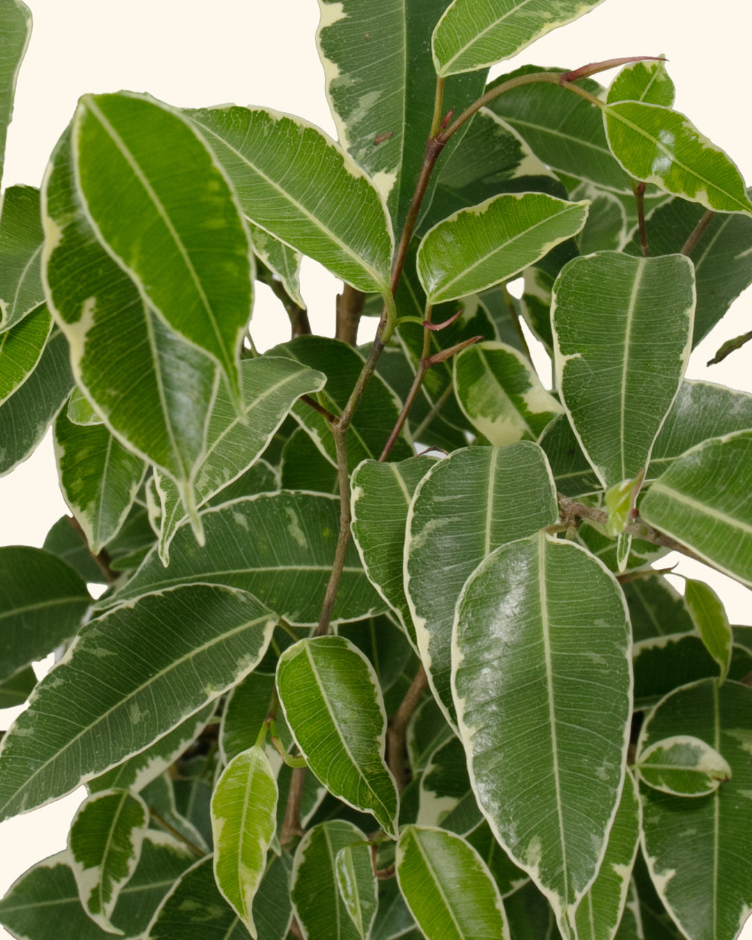 Variegated Ficus Benjamina
