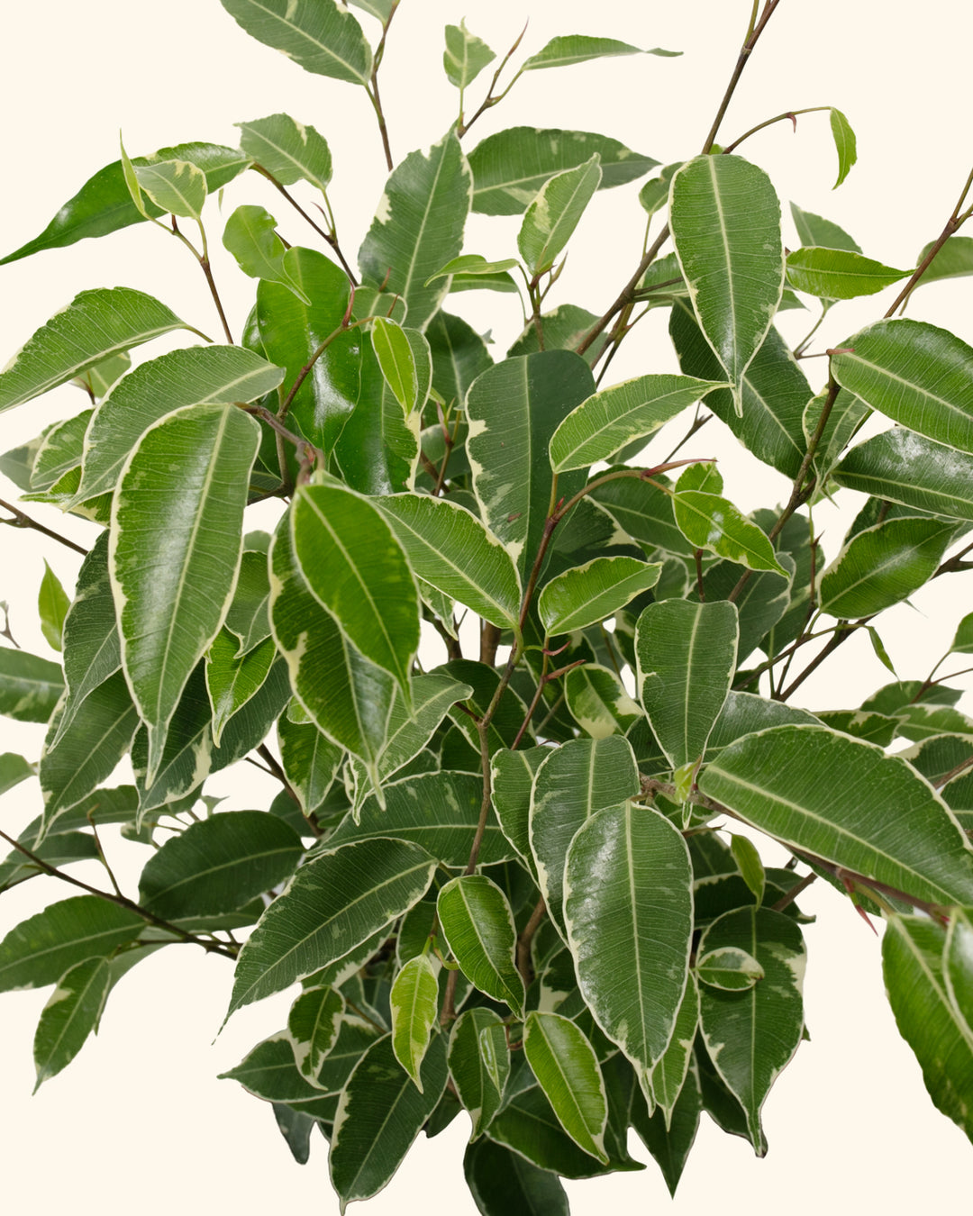 Variegated Ficus Benjamina