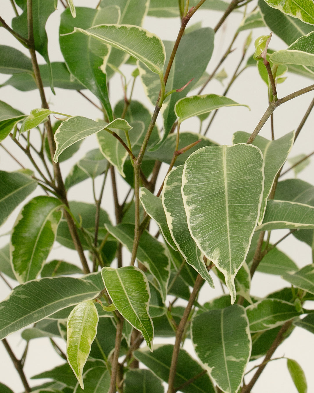 Variegated Ficus Benjamina