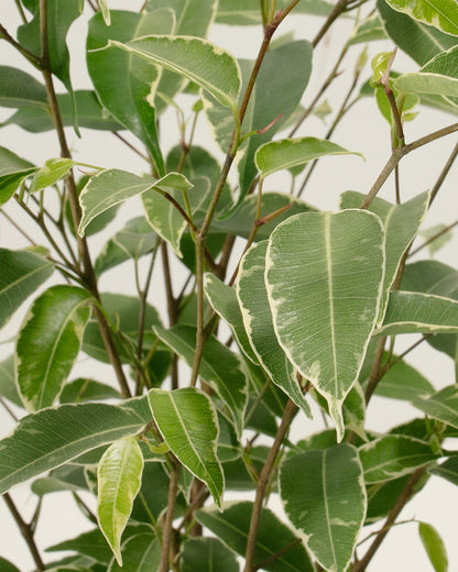 Variegated Ficus Benjamina