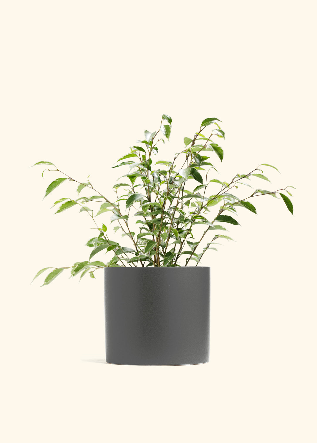Variegated Ficus Benjamina