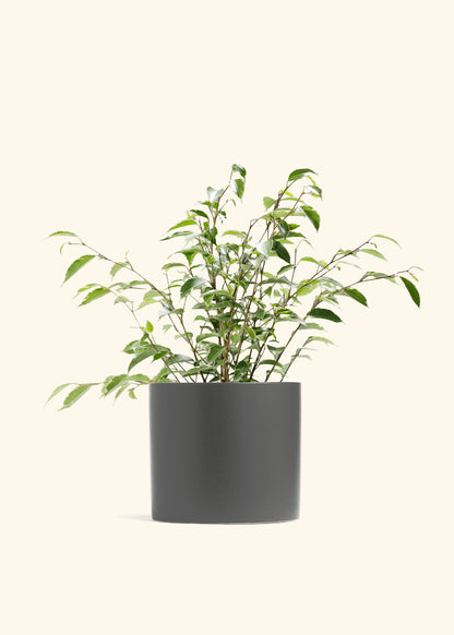 Variegated Ficus Benjamina