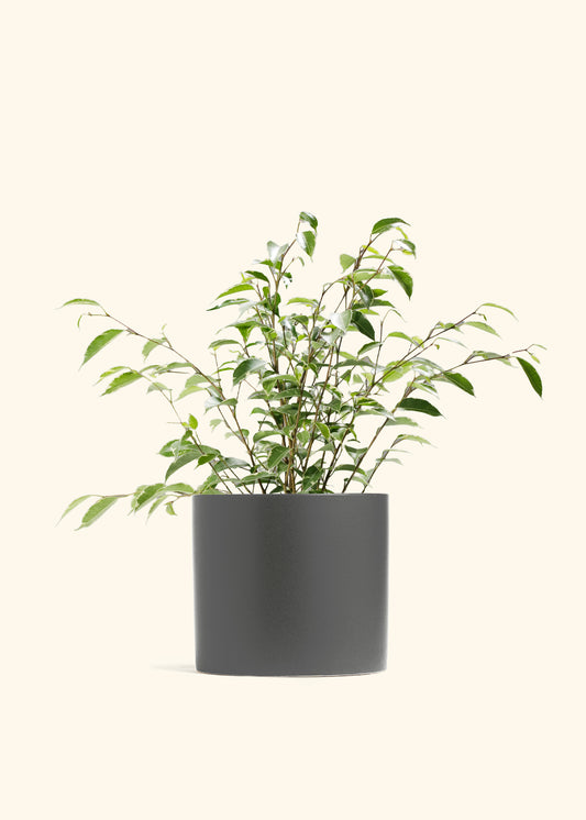 Variegated Ficus Benjamina