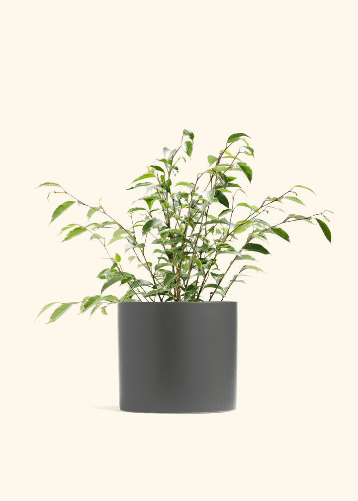Variegated Ficus Benjamina