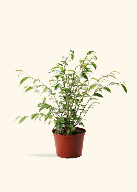 Variegated Ficus Benjamina