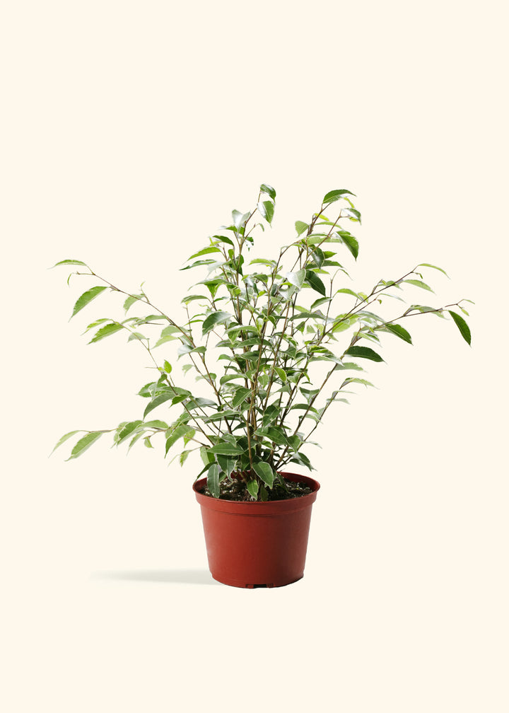 Variegated Ficus Benjamina