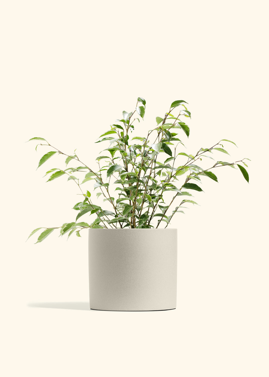 Variegated Ficus Benjamina