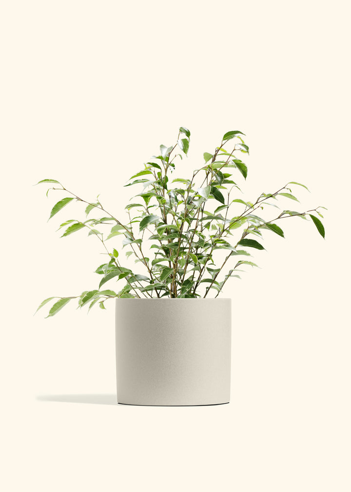 Variegated Ficus Benjamina