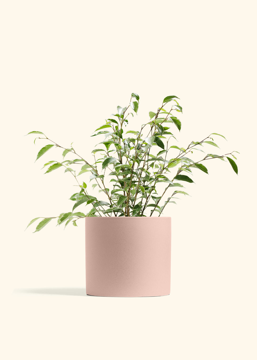 Variegated Ficus Benjamina