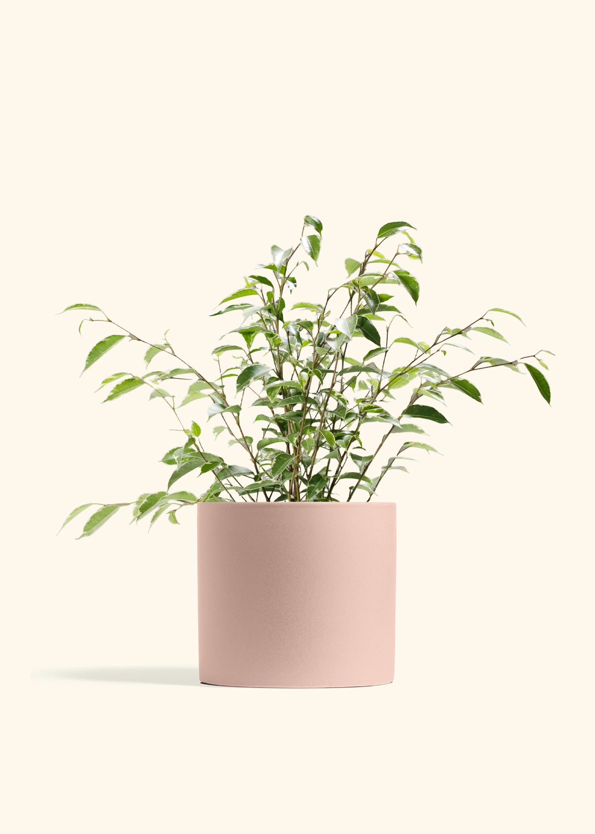 Variegated Ficus Benjamina