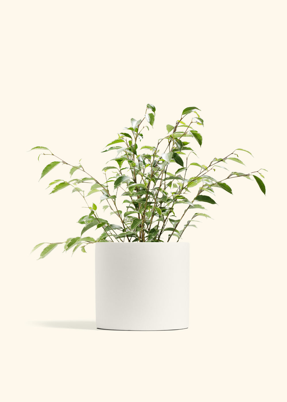 Variegated Ficus Benjamina