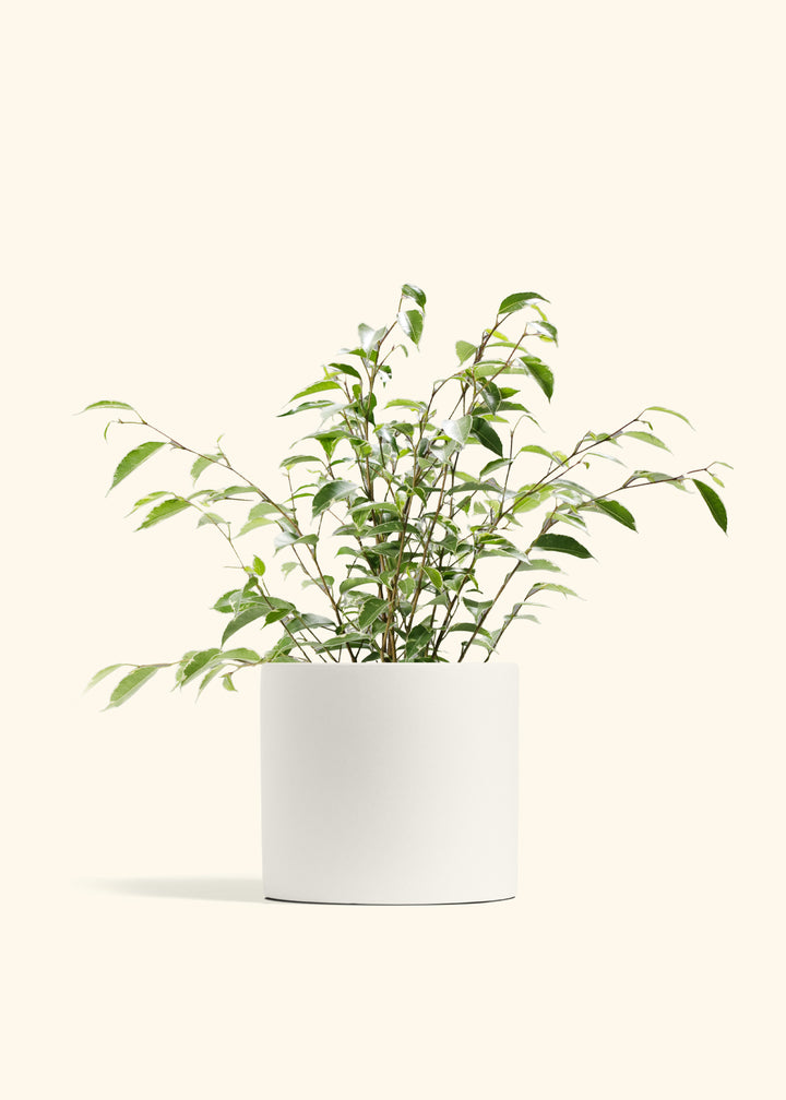 Variegated Ficus Benjamina