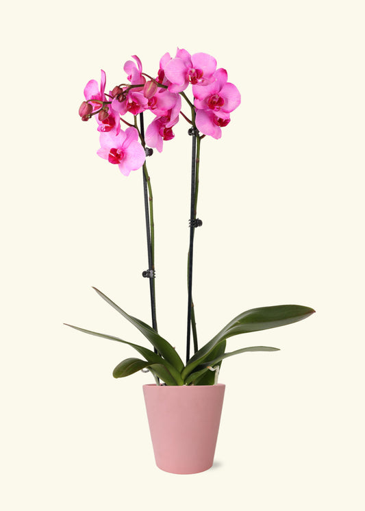 Pink Watercolor Orchid in 5 inch a pink jane matte ceramic grow pot.